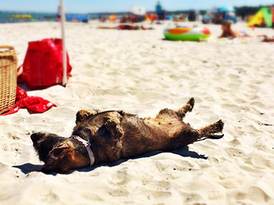Urlaub mit Hund - Prerow Online